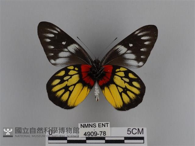 豔粉蝶藏品圖，第2張