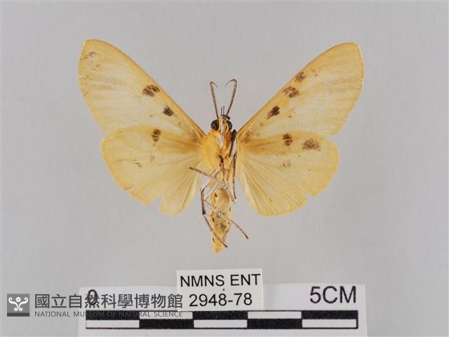 橙擬燈蛾藏品圖，第2張