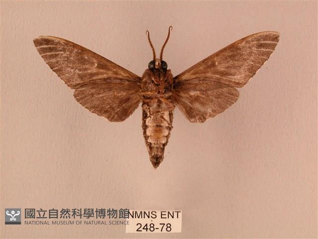 白星天蛾藏品圖，第2張