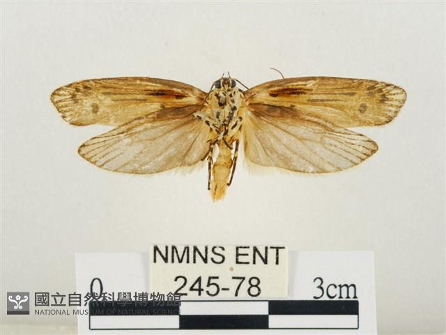 線紋篩蛾藏品圖，第2張