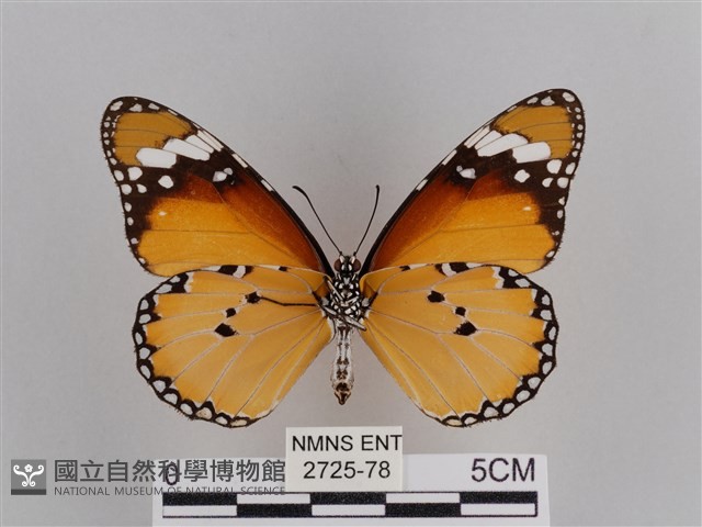 樺斑蝶藏品圖，第2張