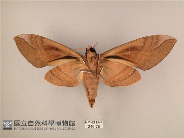 波紋豆天蛾藏品圖，第2張