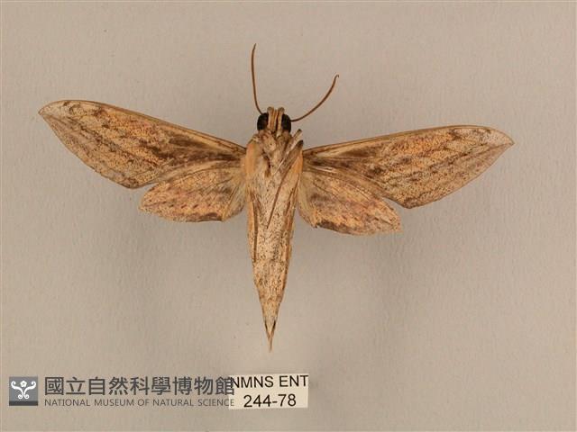 背線天蛾藏品圖，第2張