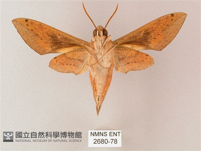 藏斜紋天蛾藏品圖，第2張