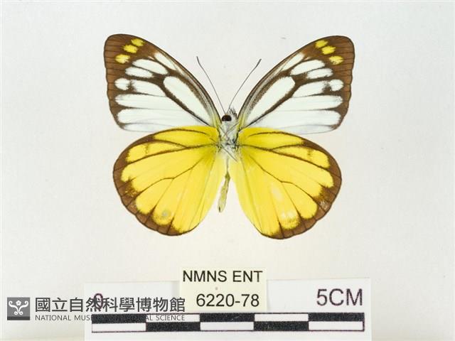 黃裙脈粉蝶藏品圖，第2張