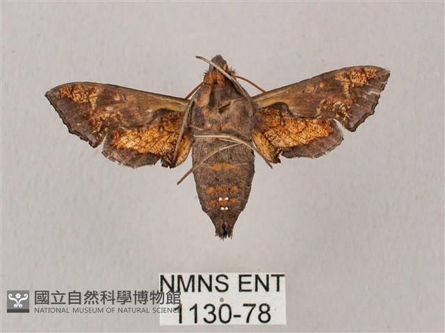 凹緣天蛾藏品圖，第2張