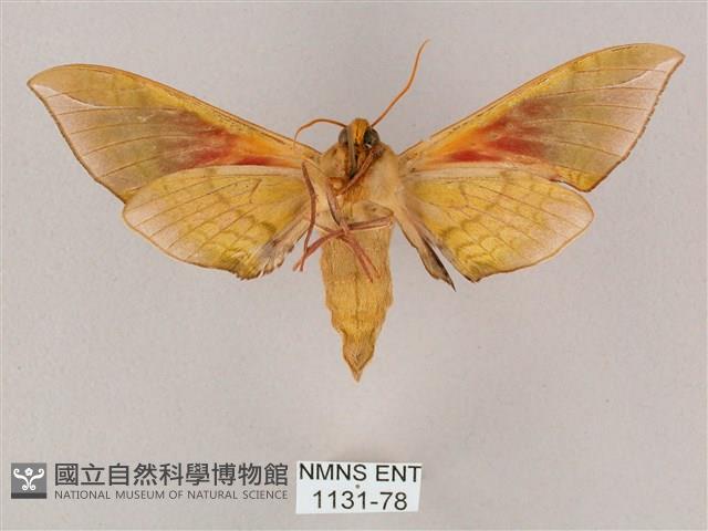 榆綠天蛾藏品圖，第2張