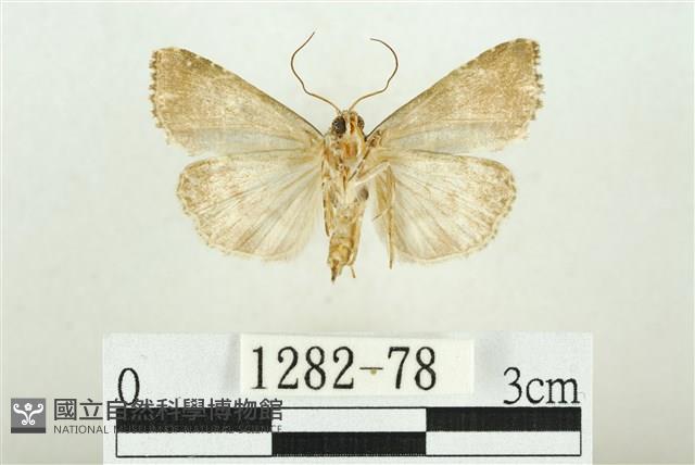 白斑散紋夜蛾藏品圖，第2張