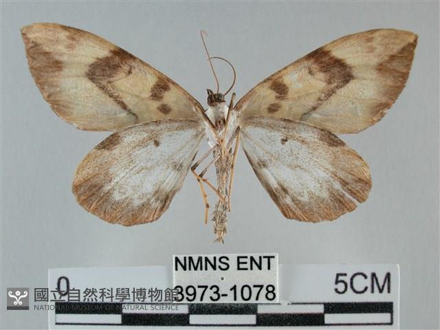 枯葉尺蛾藏品圖，第2張