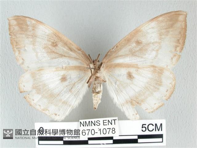 圓翅大鉤蛾藏品圖，第2張
