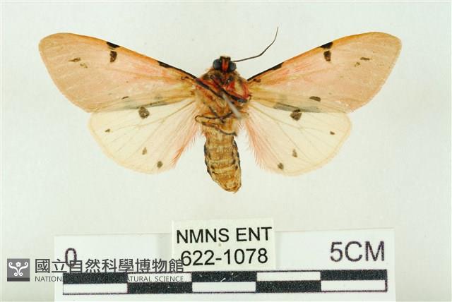 棍棒污燈蛾藏品圖，第2張