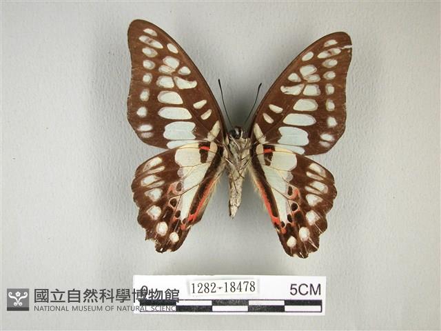 木蘭青鳳蝶藏品圖，第2張
