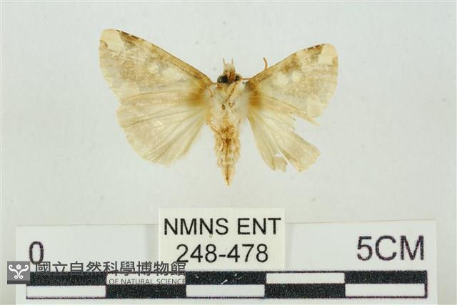 連珠波紋蛾藏品圖，第2張