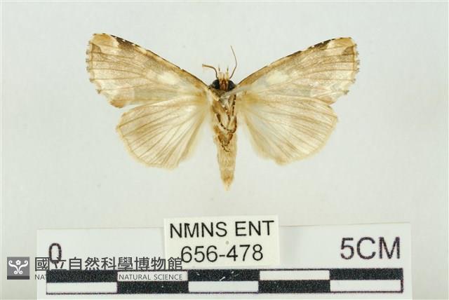 連珠波紋蛾藏品圖，第2張