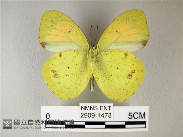 異粉蝶、雌白黃蝶藏品圖，第2張