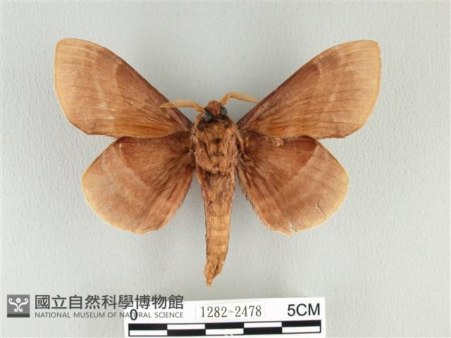 松大毛蟲藏品圖，第2張