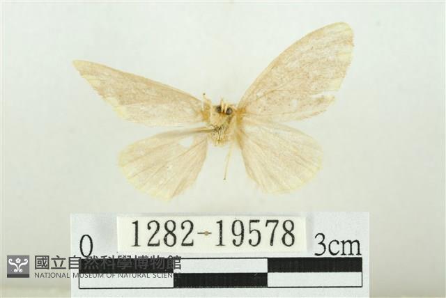 黑翅黃毒蛾藏品圖，第2張