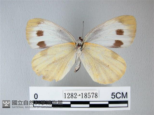緣點白粉蝶藏品圖，第2張