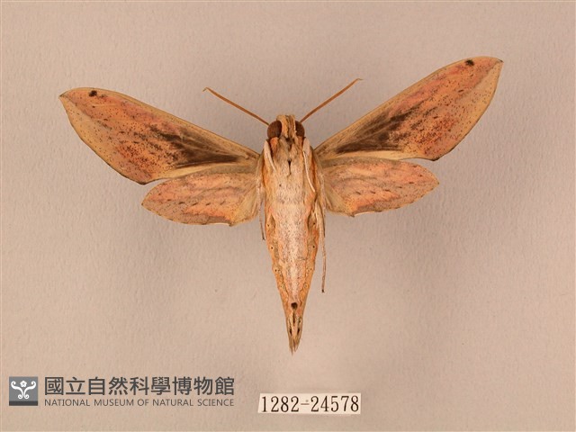 棕綠背線天蛾藏品圖，第2張