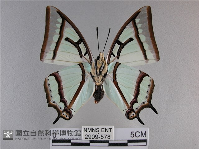 小雙尾蛺蝶藏品圖，第2張