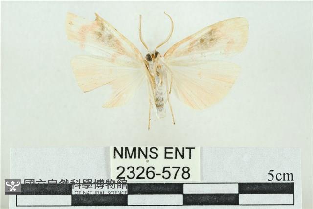 臺雪苔蛾藏品圖，第2張