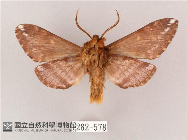 井上氏絨毛天蛾藏品圖，第2張