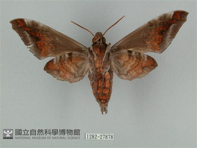 全緣缺角天蛾藏品圖，第2張