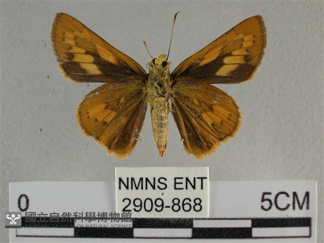 竹橙斑弄蝶藏品圖，第2張