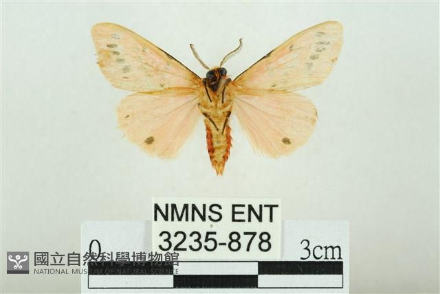 三條橙燈蛾藏品圖，第2張