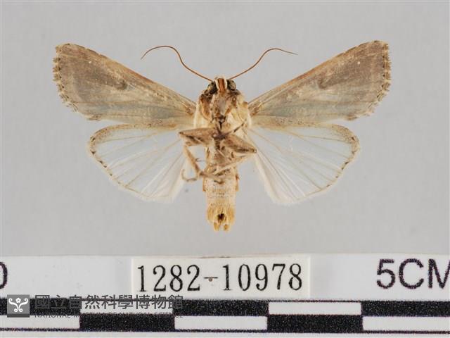斜紋夜盜蛾藏品圖，第2張