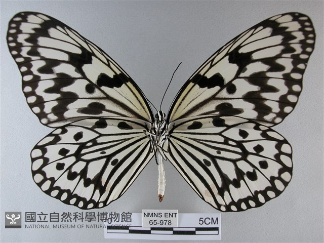 大白斑蝶藏品圖，第2張