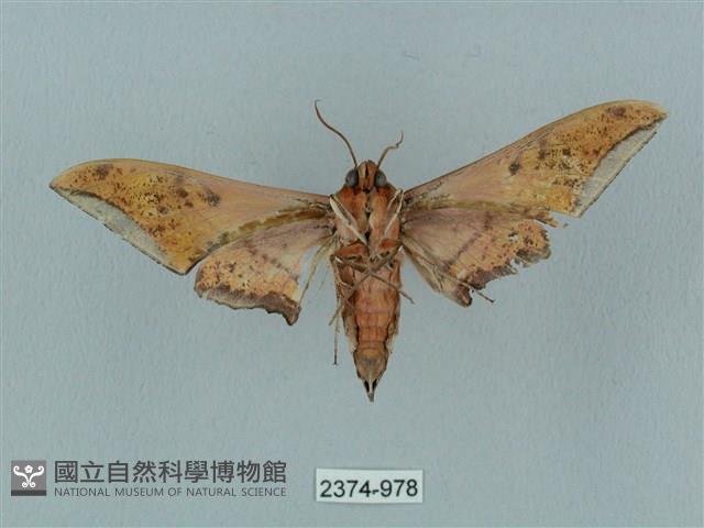 廣東鷹翅天蛾藏品圖，第2張