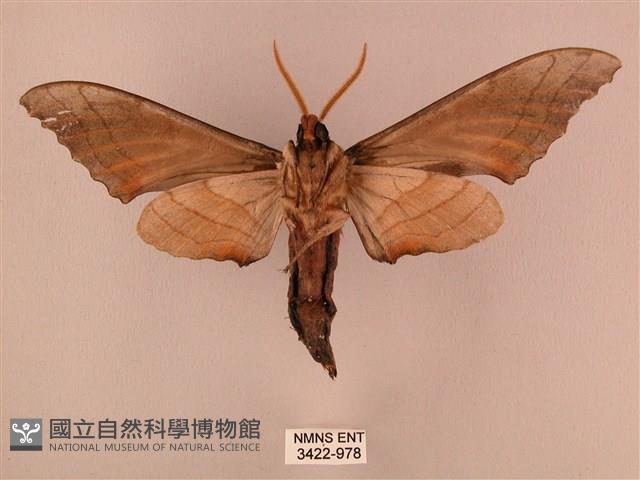 栗六點天蛾藏品圖，第2張