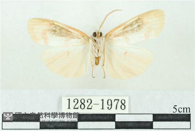 臺雪苔蛾藏品圖，第2張