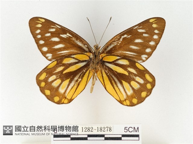 黃裙豔粉蝶藏品圖，第2張