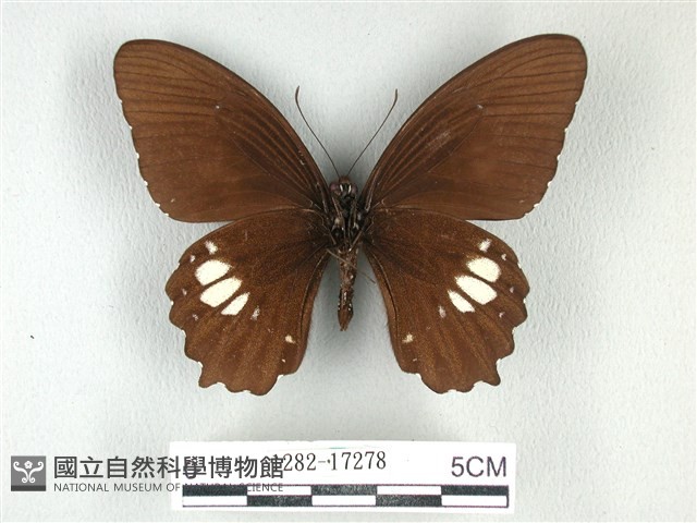 無尾白紋鳳蝶藏品圖，第2張