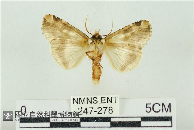 連珠波紋蛾藏品圖，第2張