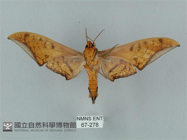 裂斑鷹翅天蛾藏品圖，第2張