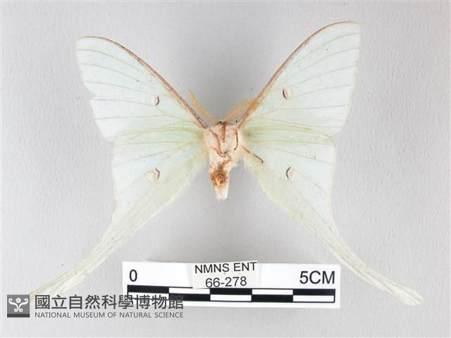 姬長尾水青蛾藏品圖，第2張