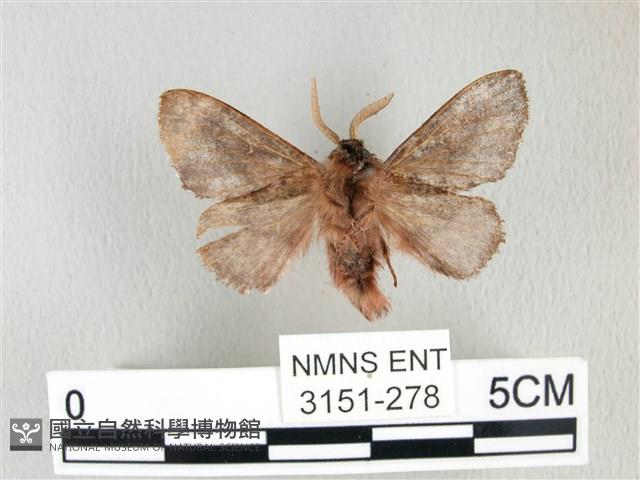 銀肩枯葉蛾藏品圖，第2張