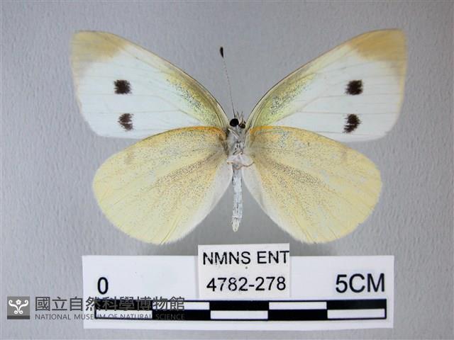 白粉蝶、紋白蝶藏品圖，第2張