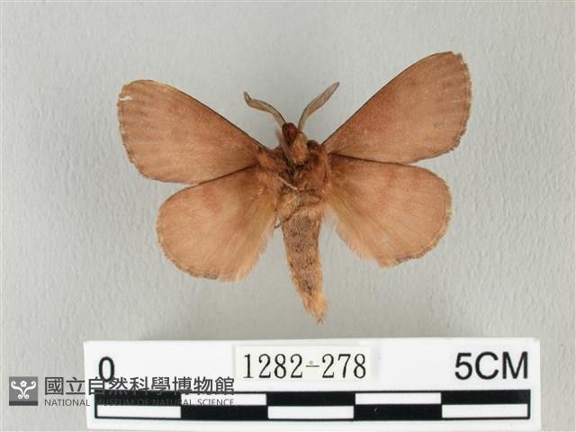 馬尾松枯葉蛾藏品圖，第2張