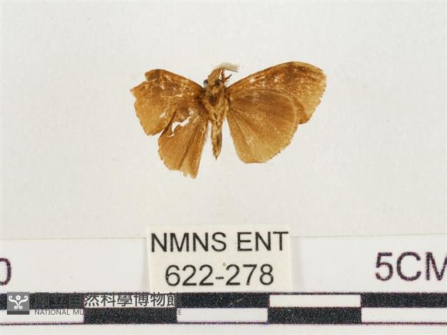 小白紋毒蛾藏品圖，第2張