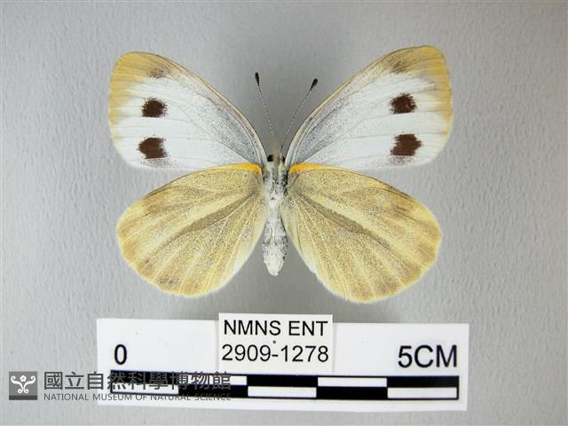 緣點白粉蝶藏品圖，第2張
