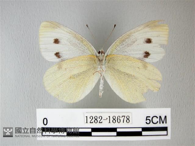白粉蝶、紋白蝶藏品圖，第2張