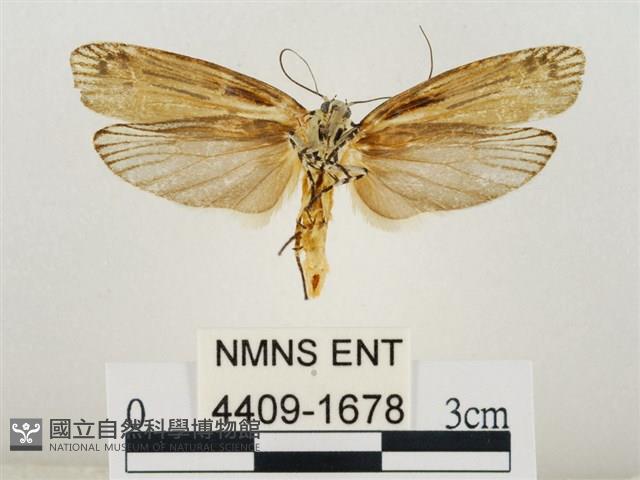 線紋篩蛾藏品圖，第2張