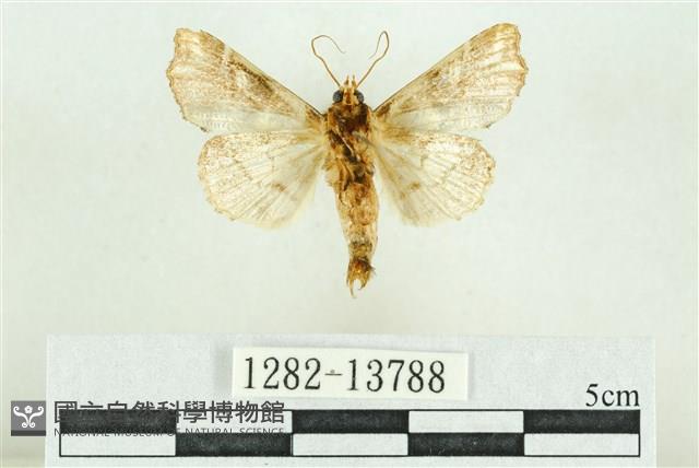 紅暈散紋夜蛾藏品圖，第2張