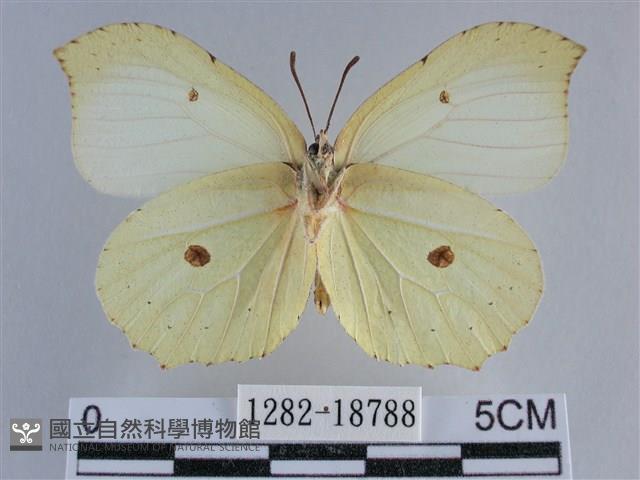 臺灣鉤粉蝶藏品圖，第2張