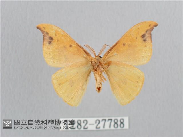 銀斑黃鉤蛾藏品圖，第2張