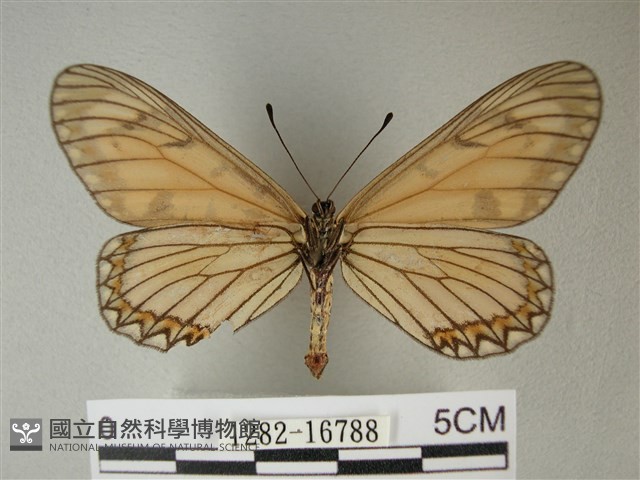 苧麻細蝶藏品圖，第2張